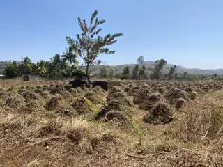 Yam Field