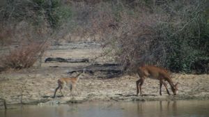Sarakawa Wildlife Park