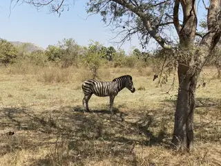 Sarakawa Zebra