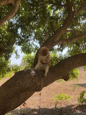 Sarakawa Wildlife Park